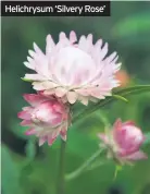  ??  ?? Helichrysu­m ‘Silvery Rose’