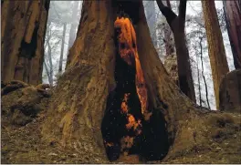  ?? RANDY VAZQUEZ — STAFF ARCHIVES ?? A redwood tree burns near Big Basin Redwoods State Park Headquarte­rs & Visitor Center in Boulder Creek on Aug. 20, 2020. Worsening wildfires are growing as a state threat.