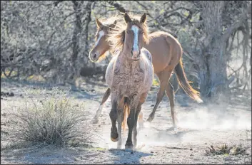  ?? Sue Ogrocki The Associated Press file ?? Two wild horses arrive in March at a site for emergency feeding that is run by the Salt River Wild Horse Management Group in Arizona.