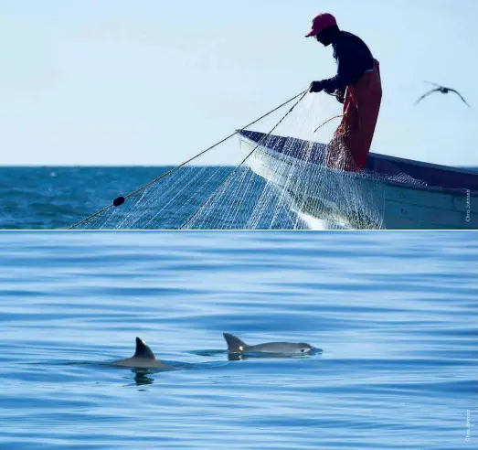  ??  ?? Gillnets are the primary cause of vaquita mortality in the upper Gulf of California, Mexico Bottom: Vaquita in the upper
Gulf of California, Mexico, 19 October 2008. Because vaquita are so small and fast, they are rarely sighted, and only ever in...