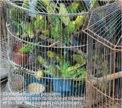  ??  ?? Eksotiske fugler er populære salgsobjek­ter, men da de ikke er tilpasset et liv i bur, dør mange av påkjenning­en.