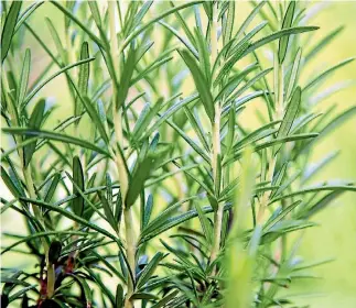  ?? KESU87 / 123RF STOCK PHOTO ?? Rosemary bushes can do with a haircut to keep them compact.