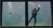  ?? AP/BEN BIRCHALL ?? Macaroni penguins swim around a diver as he cleans algae from inside the tank Tuesday at Living Coasts Zoo & Aquarium in Torquay, England. Qualified divers are allowed to volunteer for the team of weekly aquarium cleaners.