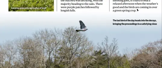  ??  ?? Lucerne goes into agricultur­al feed
The last bird of the day heads into the decoys, bringing the proceeding­s to a satisfying close