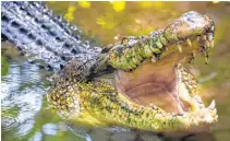 Swamp king' prehistoric crocodile identified in Australia