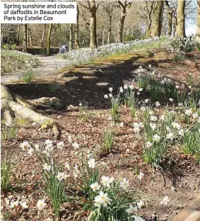  ??  ?? Spring sunshine and clouds of daffodils in Beaumont Park by Estelle Cox