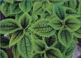  ?? CONTRIBUTE­D PHOTO ?? Moon Valley Pilea is a moisture-loving plant that prefers high humidity but will tolerate average home humidity.