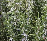  ??  ?? Rosemary in flower