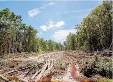  ??  ?? Existe la necesidad de poner fin a la deforestac­ión y de plantar miles de millones de árboles, dijo el secretario General de la ONU, António Guterres.