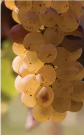  ??  ?? WINE TASTING in Saint Helena, top; grape cluster, Solvang, above.