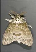  ?? Photo courtesy of the USDA/R. Anson Eaglin ?? Here is what a Spongy Moth looks like. In Ohio, 51 counties are currently under Spongy Moth quarantine regulation­s