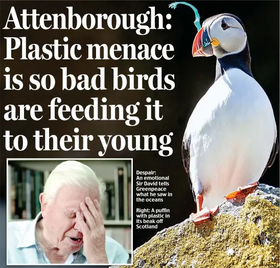  ??  ?? Despair: An emotional Sir David tells Greenpeace what he saw in the oceans Right: A puffin with plastic in its beak off Scotland
