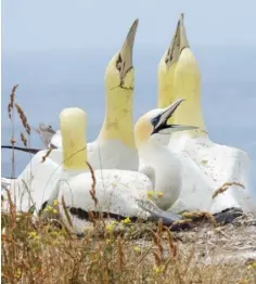  ??  ?? UNREQUITED LOVE: Nigel and the concrete replica gannets