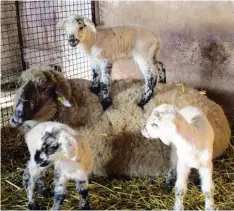  ?? Foto: Karl Schröppel ?? Was gibt es Schöneres, als mit Mama zu spielen? Nach Auffassung der Schafdrill­inge aus Forheim (Landkreis Donau Ries) überhaupt nichts.