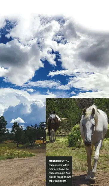  ??  ?? MANAGEMENT: The horses seem to like their new home, but horsekeepi­ng in New Mexico poses its own set of challenges.