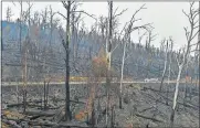  ?? POST] ?? A traveler pulls a boat through scorched forest last month in New South Wales. [RICKY CARIOTI/WASHINGTON