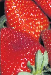  ?? FRANCINE ORR/LOS ANGELES TIMES ?? Add strawberry plants to a garden or build a pyramid for planting.