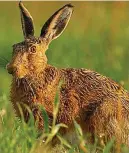  ??  ?? Protected species: Irish hare