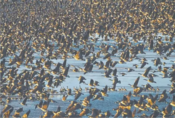  ?? RJ Sangosti, The Denver Post ?? Thousands of geese fly from Aurora Reservoir on Jan. 9 during a Denver Field Ornitholog­ists field trip.