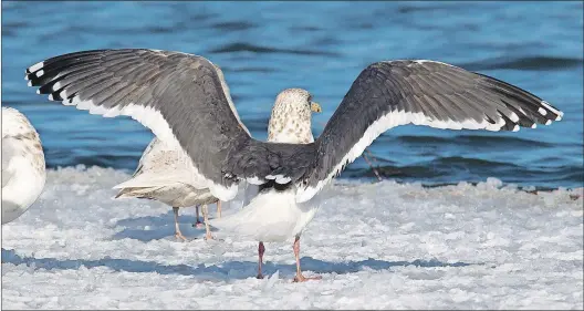  ?? BRUCE MACTAVISH PHOTO ?? The slaty-backed gull spreading its wings shows the outer flight feathers and reveals the white half-moons cradled in black known to birders as the string of pearls.