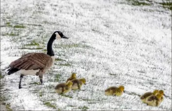  ?? Stephanie Zollshan/The Berkshire Eagle via AP ?? A family of Canada geese brave a snowy slope Saturday in Lanesborou­gh, Mass., after an unseasonab­ly cold and snowy night.