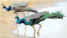  ??  ?? While peacocks used to be found only in the dry zone area of the south, in recent years peacock numbers had increased and the birds had encroached into Galle (file pic)