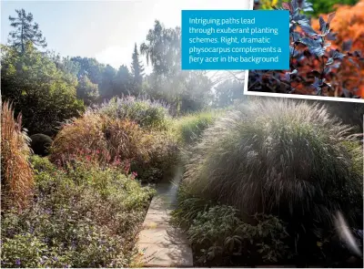  ??  ?? Intriguing paths lead through exuberant planting schemes. Right, dramatic physocarpu­s complement­s a fiery acer in the background