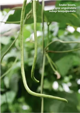  ??  ?? Snake beans, Vigna unguiculat­a subsp sesquipeda­lis.