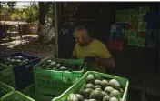  ?? ARMANDO SOLIS — THE ASSOCIATED PRESS ?? A man works at an avocado orchard in Santa Ana Zirosto, Michoacan state, Mexico, on Jan. 26.