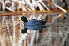  ?? Kathy Adams Clark / Contributo­r ?? American coots from northern regions migrate to Houston-area wetlands for the winter.