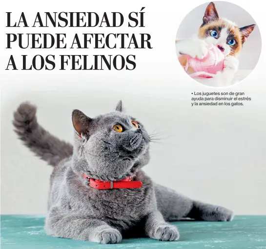  ?? Ingimage ?? • Los juguetes son de gran ayuda para disminuir el estrés y la ansiedad en los gatos.