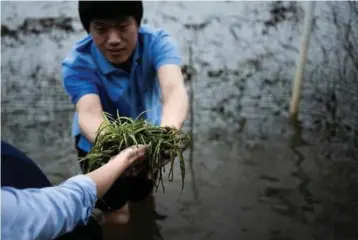  ?? — AFP ?? A Chinese official helps plant seagrass in the Potomac river as foreign envoys help out with a conservati­on scheme threatened by US budget cuts