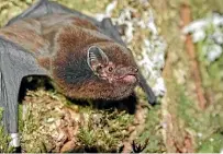  ?? ?? Long-tailed bats, pekapeka tou roa, are about the size of an adult thumb and catch insects on the wing by using their tail like a net.