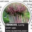  ?? ?? FÄRGKLICK. lyser upp.