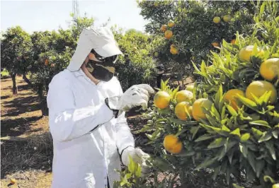  ?? GABRIEL UTIEL ?? Los campos de cítricos de Castellón sufren de forma especial los estragos que causa la plaga del ‘cotonet’.