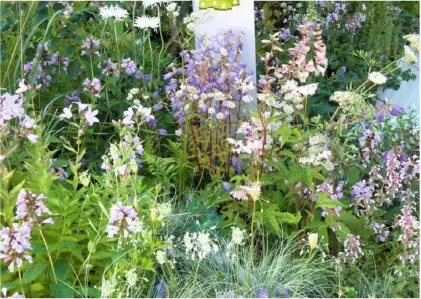  ??  ?? This froth of easy perennials includes pink nepeta ‘Sweet Dreams’, purple campanula, white astrantia, centaurea and anthriscus (cow parsley)