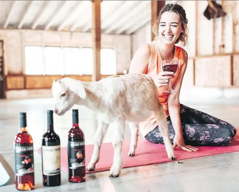  ??  ?? Goat yoga at Maan Farms’ barn in Abbotsford is followed by a glass of fruit wine and homemade samosas and pakoras.