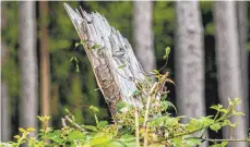  ?? FOTO: INDERLIED/KIRCHNER-MEDIA VIA WWW ?? Die aktuelle Waldzustan­dserhebung zeigt, der Wald ist in einem so schlechten Zustand wie noch nie.