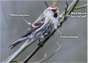  ??  ?? White wing-bars Black bib and face, red ‘poll’ Frosty plumage