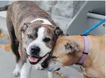  ?? ALLEN MCINNIS ?? The city says it will take legal action against hundreds of pit-bull owners if they fail to find new homes for their dogs.