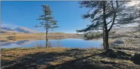  ?? ?? Concerns have been raised that the new woodland could destroy habitat for highly endangered black grouse, as well as loss of grazing land.