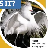  ??  ?? Finest feathers: the snowy egret.