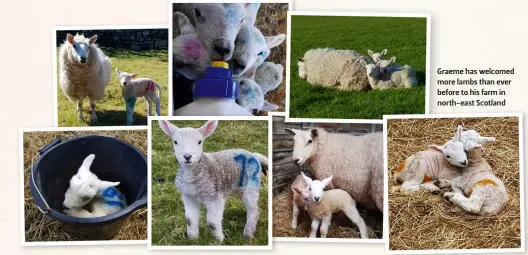  ??  ?? Graeme has welcomed more lambs than ever before to his farm in north-east Scotland