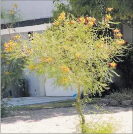  ?? COURTESY ?? The Mexican bird of paradise name is used by homeowners to describe two different but similar plants. The one with yellow flowers is a true Mexican bird of paradise and is more cold hardy than its cousin.