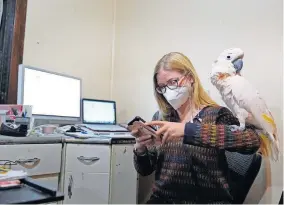  ??  ?? Jessica Murray pauses to look at her phone with her cockatoo Misha on her shoulder while working on a website she started to honor lives lost to COVID-19 on Thursday in St. Louis. [JEFF ROBERSON/ THE ASSOCIATED PRESS]