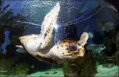  ?? Les tortues marines sont à découvrir au Musée océanograp­hique. (Photo Jean-François Ottonello) ??