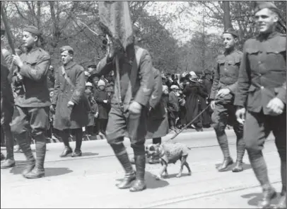  ?? The Associated Press ?? HOMECOMING PARADE: This April 30, 1919, photograph provided by the Connecticu­t State Library shows famed war dog Stubby walking in a homecoming parade for World War I veterans in Hartford, Conn. Stubby is the subject of a new animated movie being...