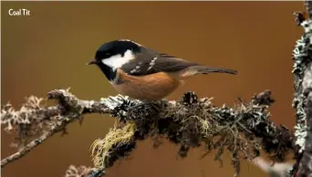  ??  ?? Coal Tit