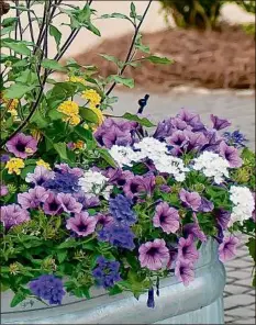  ?? Norman Winter / Tribune News Service ?? In this horse trough container designed by James Winter, Superbena Imperial Blue verbena is combined with Superbena Whiteout verbena, Supertunia Bordeaux petunia, Luscious Bananarama lantana and Suncredibl­e Saturn bush sunflower.