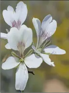  ?? ?? A new species of pelargoniu­m has been discovered in the Richtersve­ld. Picture: Supplied